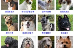 狗品种大全,详尽解析世界各地的犬种特色